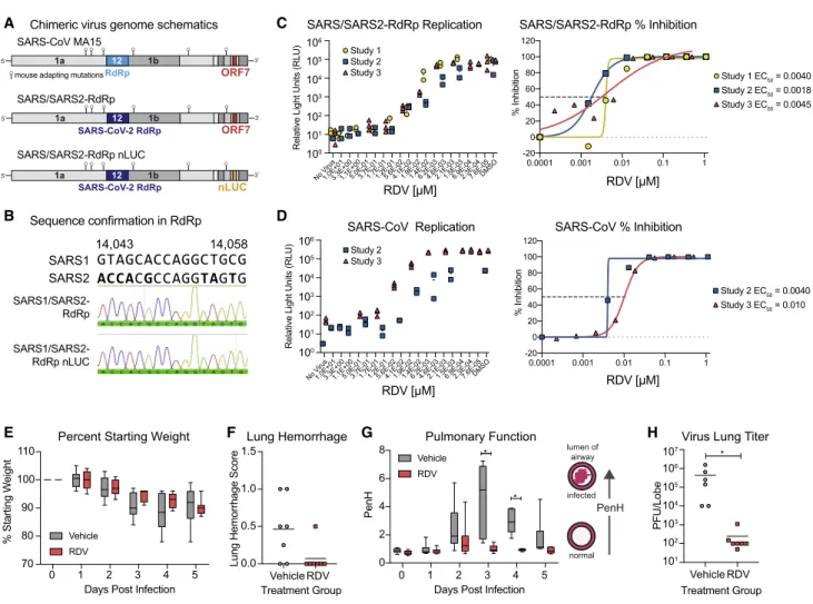 Figure 5. RDV Is Active against the SARS-CoV-2 RdRp In Vivo