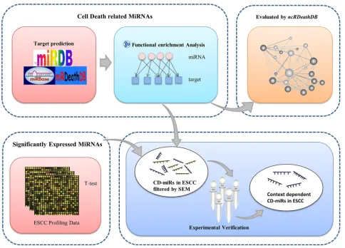 Figure 1: Overview of analytical scheme for cell death related miRNAs prediction.