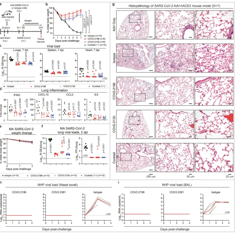 Fig. 4 | Prophylactic efficacy of neutralizing human mAbs against  SARS-CoV-2 infection in mouse and NHP models in vivo