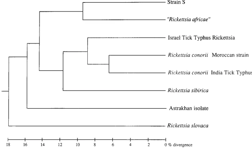 FIG. 4. Eag4, Astrakhan isolate; 5, strain S; 6,I (A), SmaI (B), and BssHII (C) restriction endonuclease proﬁles of SFG rickettsiae obtained by PFGE