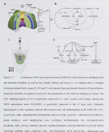 Figure 1.3 Architecture of the shoot apical meristem (SAM) (A) with central zone, peripheral zone 