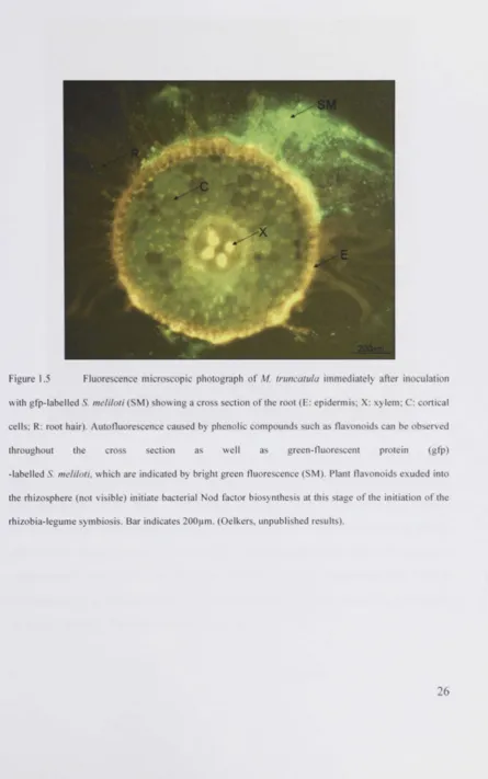 Figure 1.5 Fluorescence microscopic photograph of M. truncatula immediately after inoculation 