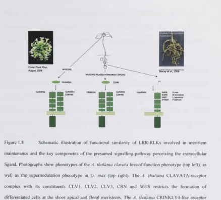 Figure 1.8 Schematic illustration of functional similarity of LRR-RLKs involved in meristem 