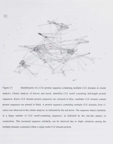 Figure 2.5 Identification of a CLE protein sequence containing multiple CLE domains in cluster 