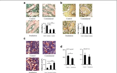 Fig. 2 Effects of in vivo radiation exposure to a single bone.deviations;bone surface, a ALP-stained sections showing effect on OB.S/BS at 12 weeks