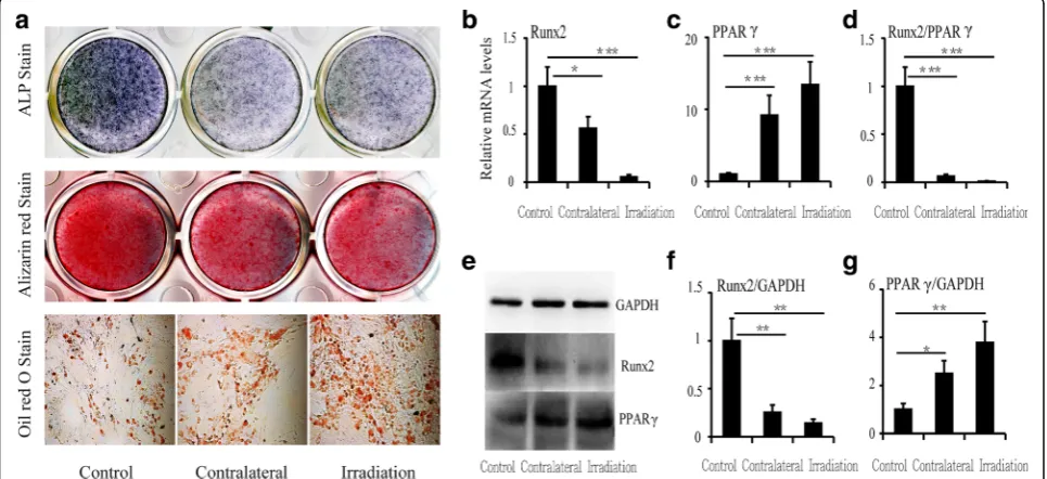 Fig. 3 Changes in differentiation of and relative mRNA and protein levels in BMSCs at 12 weeks after irradiation.and PPAR a ALP, Alizarin Red, and Oil RedO staining of BMSCs