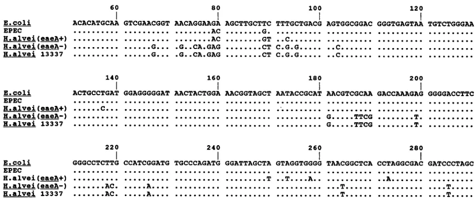 FIG. 2. Alignment of the partial 16S rRNA genes of E. colitheeaeA as determined by Brosius et al