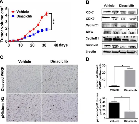 Figure 6: Dinaciclib inhibits tumor growth in a TNBC PDX model in vivo. A. Tumor growth curve of mice bearing WHIM12 PDX treated with vehicle or dinaciclib monotherapy