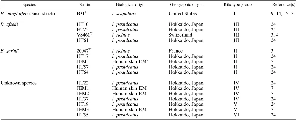 TABLE 1. B. burgdorferi sensu lato strains characterized by outer surface protein gene sequence analysis