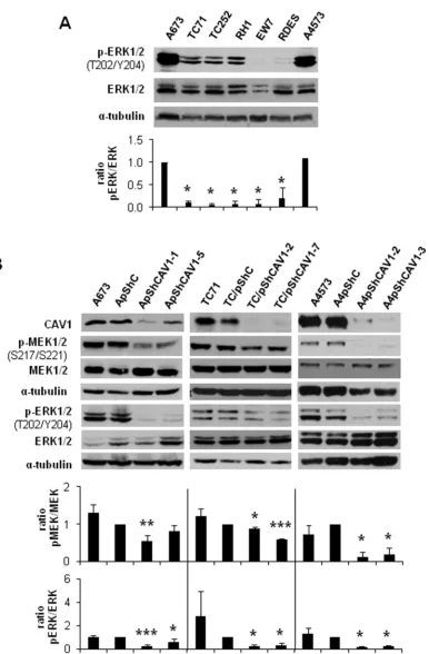 Figure 1: MEK1/2 and ERK1/2 phosphorylation is reduced in CAV1-knockdown cells. A. Representative western blot showing the phosphorylation and expression levels of ERK1/2 in different ES cell lines