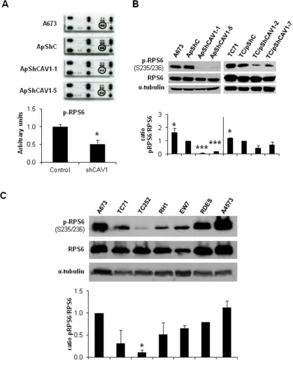 Figure 4: RPS6 phosphorylation is decreased in CAV1-silenced cells. CAV1-knockdown model