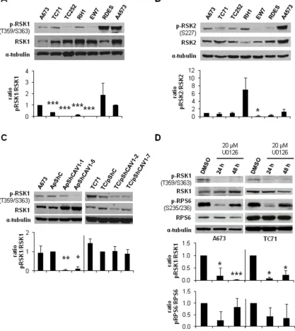 Figure 5: CAV1-knockdown and MEK1/2 inhibition reduced RSK1 phosphorylation levels. blot showing the phosphorylation and expression levels of RSK1 in different ES cell lines