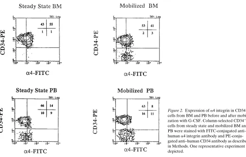 Figure 4. Steady state or G-CSF–mobilized PB CFC adhere signifi-number of CFC per 100,000 MNC plated was: steady state BM 192steady state BM 131cantly less to stroma than CFC from BM obtained before and after G-CSF
