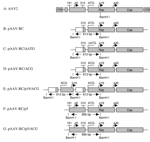 Figure 1Schematic illustration of AAV helper plasmidsAAV2 unrelated heterologous sequence (open boxes) upstream of Rep78/68