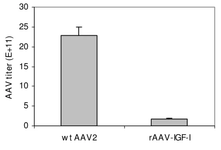 Figure 5Comparison of rAAV-IGF-I and wt AAV2 viral yieldWild type AAV2 was prepared by combining pAV1 (10 Comparison of rAAV-IGF-I and wt AAV2 viral yield