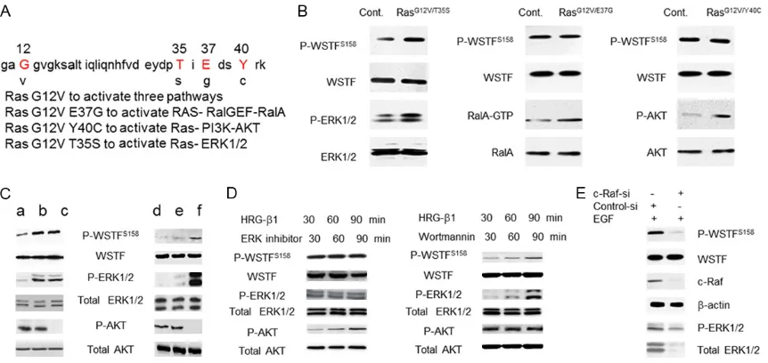 Figure 3. P-WSTFS158 is positively correlated with activity of MAPK pathway and contributes to tumorigenesis of breast cancer