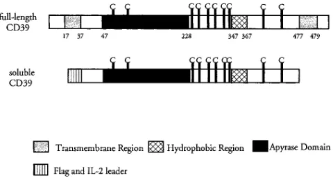 Figure 1. CD39 protein domain structure. The locations of trans-taining the four putative apyrase conserved regions (ACR, are indicated