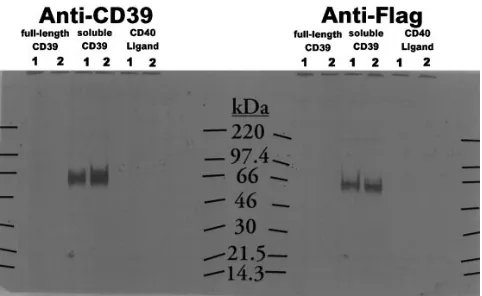 Table I. Comparison of ADPase and ATPase Activities in CM Containing solCD39