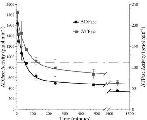 Fig. 4 �C) was larger than the predicted size of 52 kD. However,