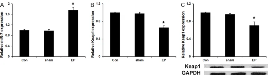 Figure 1. MiR-7 and Keap1 expression in hippocampus of rats. The ‘Con’, ‘sham’ and ‘EP’ in abscissa represent control, sham and kindling groups, respectively