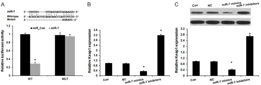 Figure 2. Keap1 is a direct target of miR-7. A. Sequence alignment of miR-7 and 3’ UTR of Keap1 using mirco-RNA.org