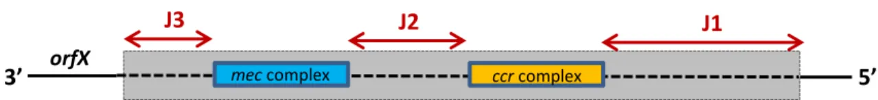 Figure 2. Skeletal representation of the SCCmec element. 