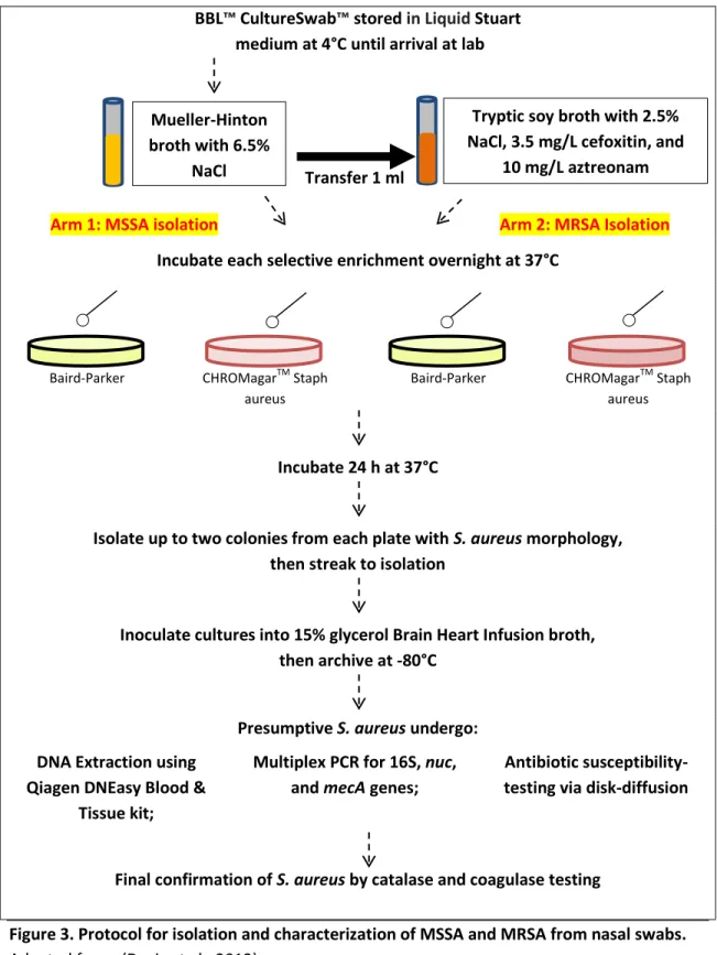 Figure 3. Protocol for isolation and characterization of MSSA and MRSA from nasal swabs