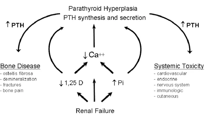 Figure 1 describes the pathogenesis and consequences associated with SHPT.  