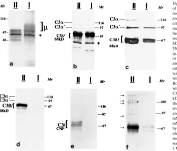 Figure 6. Characterization of the binding mal serum; bound proteins were eluted as in by silver staining