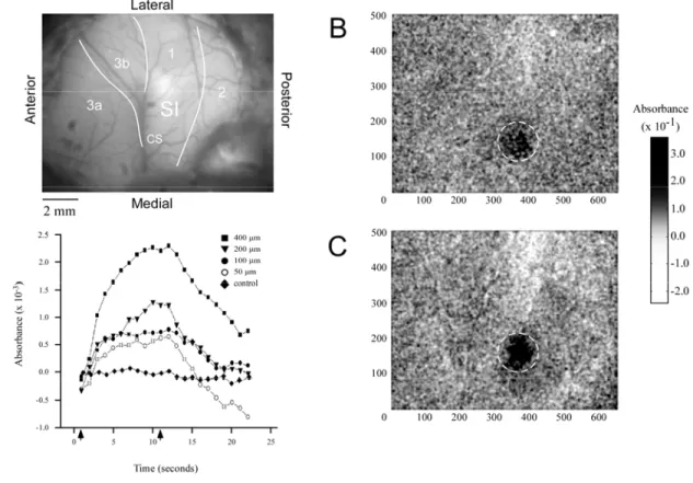 Figure 3.3.  Absorbance time course and anatomical registration in SI.  A)  Green filter image of SI 