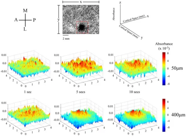 Figure 3.8.  Spatial plots of activity evoked by low (50µm) and high (400µm) amplitudes of 