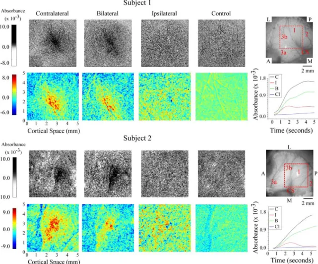 Figure 4.1.  OIS response evoked by flutter stimulation of the thenar pad in two subjects