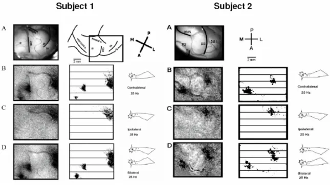 Figure 4.6.  Optical responses in cat SI and SII to 25 Hz vibrotactile stimulation of the central pad in 2 