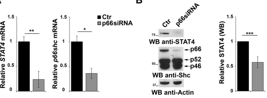 Figure 6: p66Shc affects STAT4 protein stability. A. qRT-PCR analysis of STAT4 and p66shc mRNA in EBV-B cells transfected with siRNA targeting p66shc