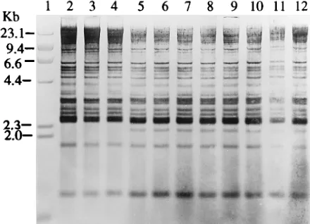 FIG. 1. Agarose gel electrophoresis of total plasmids and their Ecolane 2, plasmid content of type strain NCTC 9774; lane 3, plasmid content ofisolate S20; lane 4, plasmid content of isolate S19; lanes 5 to 7, plasmid contentsof epidemiologically related i