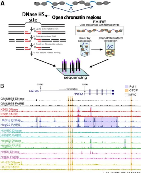 Figure 1.2 DNase I hypersensitivity and FAIRE detect open chromatin regions that identify  putative regulatory elements in diverse cell types (A) DNase-seq and FAIRE-seq