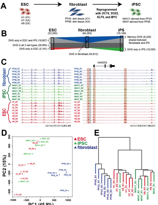 Figure 2.1. Experiment description and data overview. A) Experimental design. DNase-seq  and expression analysis was performed on three human ESC lines, two skin fibroblast lines, and  two iPS lines that were derived from the skin fibroblasts