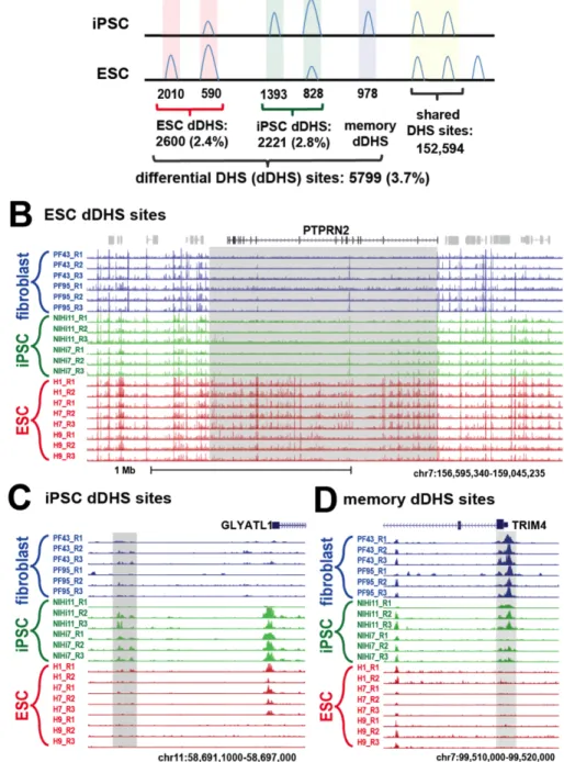 Figure 2.2 Approximately 4% DHS sites are differentially DHS (dDHS) between hESCs  and hiPSCs