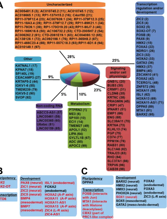 Figure 2.5. dDHS sites clustered around developmental genes.  A) List of the top 100 genes  that were most connected to hESC, hiPSC, or memory dDHS sites