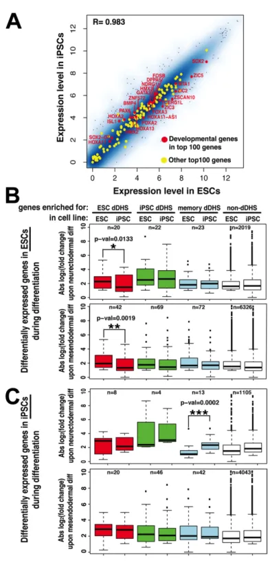 Figure 2.6. Incomplete chromatin reconfiguration may foreshadow altered gene regulation  upon differentiation