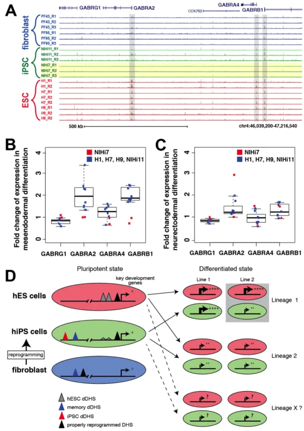 Figure 2.7.  Incompletely reprogrammed DHS sites around GABR locus foreshadows  altered expression after in vitro differentiation