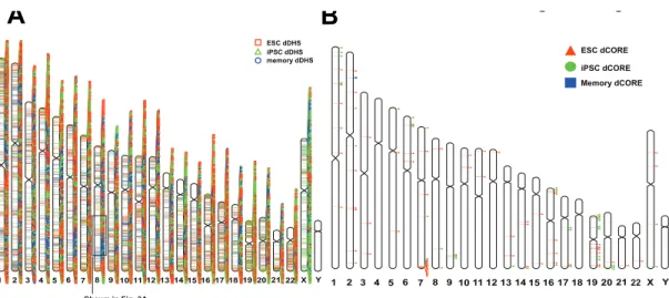 Figure 2.10. Differential DHS (dDHS) sites and dCOREs cluster nonrandomly across the  genome and are connected to developmental genes