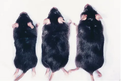 Figure 1. Phenotypic improvements are observed in a treated MPS VII mouse (middle) when compared with an age-matched untreated MPS VII mouse (left)