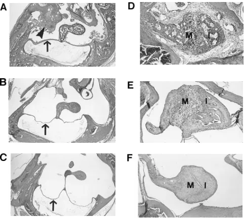 Figure 7. Histopathologic improvements are observed in the ears of treated MPS VII mice