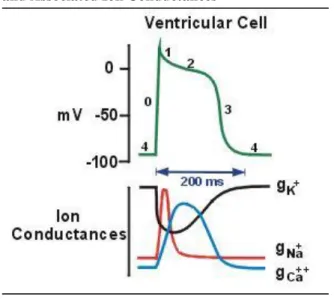 Figure 2.  Action Potential of the Ventricular Cell  and Associated Ion Conductances 