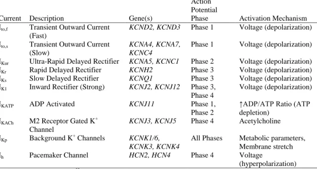 Table 3.  Alpha Subunits of Cardiac Potassium Channels 