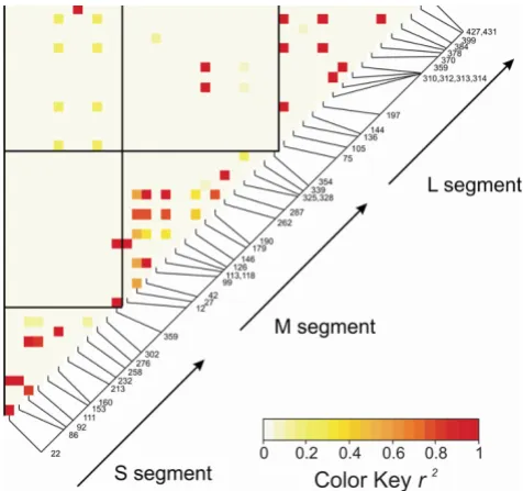 Table 5: LACV segment reassortment occurs in field collected mosquitoes as revealed by a linkage disequilibrium analysis*