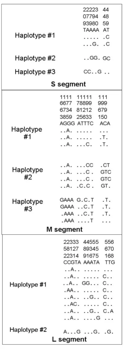 Figure 3LACV S, M, and L segment haplotype determinationLACV S, M, and L segment haplotype determination