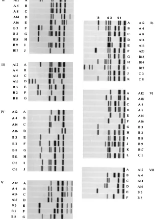 FIG. 2. Survey of unique PCR ﬁngerprints as generated by ampliﬁcation of staphylococcal DNA by primer 7