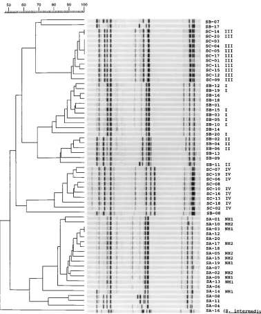 FIG. 3. Gelcompar analysis of dataset Ia. The pictures shown in Fig. 1 have been digitized by scanning procedures